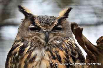 Hüllhorst: Jagdgenossenschaft Ahlsen-Reineberg passt Satzung an