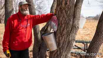 Manitoba's maple syrup season off to a slow start during late, chilly spring