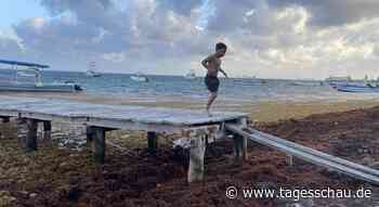 Algenplage in der Karibik: "Die Natur bäumt sich auf"