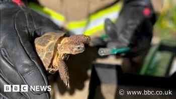 Tortoise helped by pet oxygen mask after Tisbury house fire