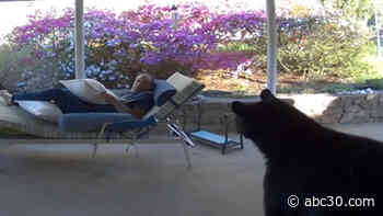 VIDEO: Bear startles North Carolina man by wandering into his Asheville home