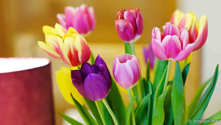 A Review of the Samyang AF 75mm f/1.8 Lens for Fujifilm X Series Cameras