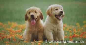 Pets come with a hidden cost of £800 thanks to their bad behaviour