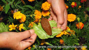 Schnecken bekämpfen: Zehn Maßnahmen, mit denen Sie die Schädlinge dauerhaft loswerden
