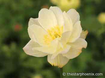 Spring flowering perennials that no Saskatchewan garden should be without