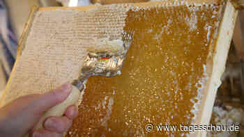 Deutsche Imker kämpfen mit Preisdruck und Krankheiten