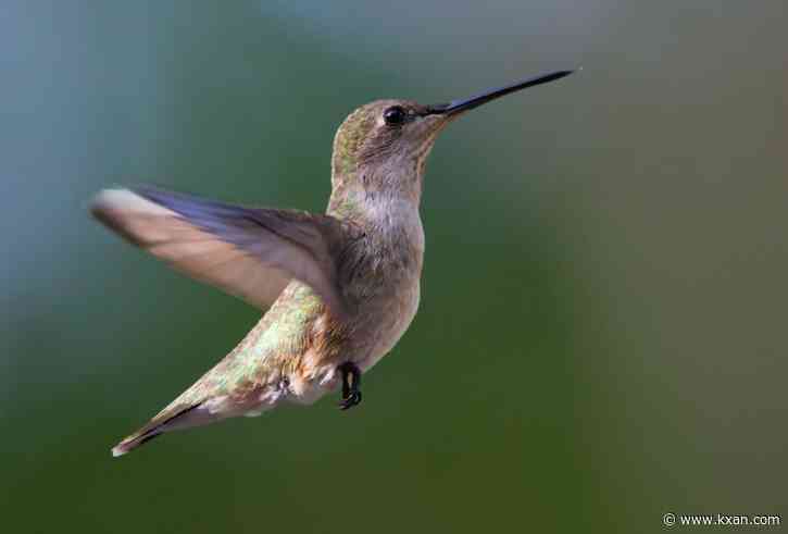 PHOTOS: Hummingbirds take flight in Texas