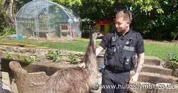 Five-hour multi-agency rescue mission after therapy emu jumps fence