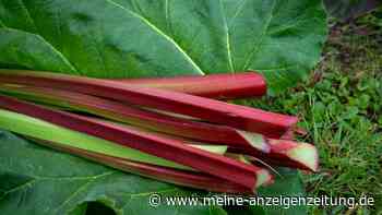 Ist der Rhabarber schon erntereif? An den Blättern können Sie es erkennen