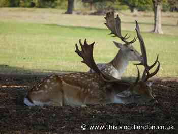 Knole Park: Visit this Spring – Alvaro Ciccia, Whitgift School