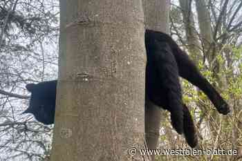 Katze sitzt in Warburg auf einem Baum fest