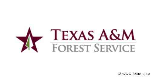 Texas to receive $21M in federal funding for urban forestry initiatives