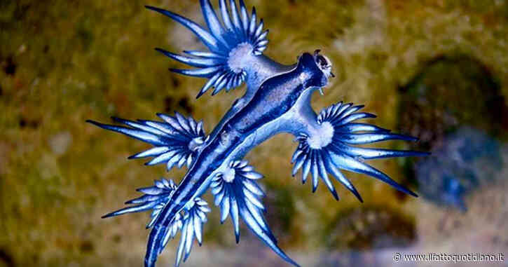 Draghi blu avvistati nel Mediterraneo: bellissimi e capaci di “rubare” il veleno meduse