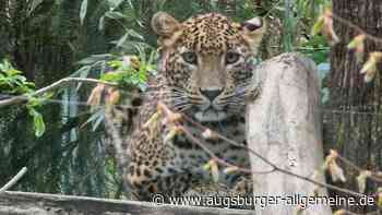 Im Augsburger Zoo gibt es zwei neue Leopardinnen