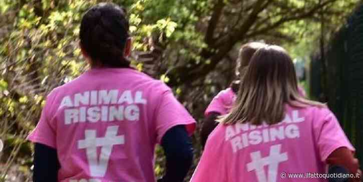 Liverpool, attivisti di Animal Rising fanno irruzione nell’ippodromo per salvare i cavalli: 118 arresti