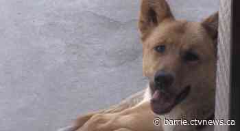 Collingwood, Ont. animal adoption centre in urgent need of foster homes