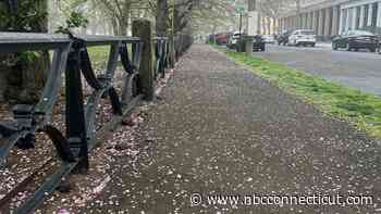 New Haven Rings in Spring With 50th Cherry Blossom Celebration
