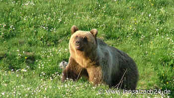 Ex-Minister erklärt damaligen Abschussbefehl für Bär Bruno – Vorfall in Kochel besiegelte sein Schicksal