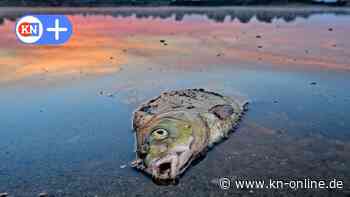 Dietmar Woidke und Manuela Schwesig warnen vor erneuter Oder-Katastrophe