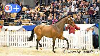 Holsteiner Verband plant Hengstkörung in Elmshorn statt in Neumünster