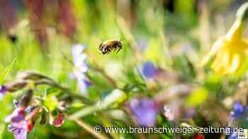 Jubel für den Gesang der Insekten in Braunschweig