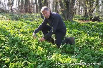 Beim Bärlauch-Klau drohen Bußgelder