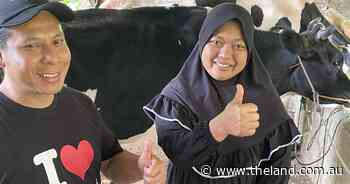 Quiet revolution driving Indonesia's embattled livestock industry