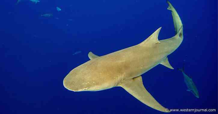 Man Catches Shark and Bludgeons It with a Hammer - Now He's Facing Charges After Authorities Realize What the Fish Actually Was