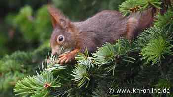 US-Zeitung kürt niedlichstes Eichhörnchen-Bild des Jahres
