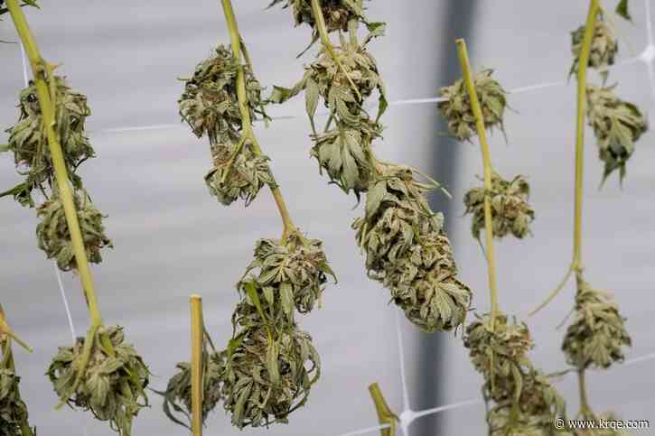 New city earns title of nation's top city for weed: report