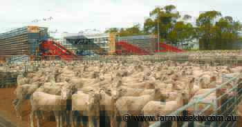 Where to next for live export?