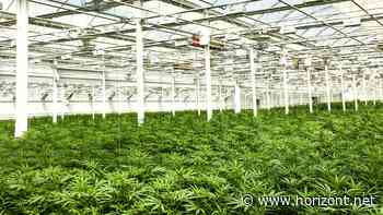 Vom Kiffer-Klischee zur sozialen Akzeptanz?: Wie die Legalisierung das Image von Cannabis verändert