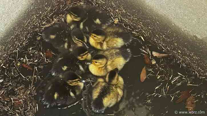 Firefighters save baby ducks that fell into storm drain at Ascension Parish golf course