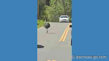 WATCH:  Escaped emu leads police on 20-mile chase