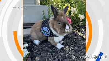 WATCH:  Play of the day: Meet Yuba City Police Department's 'Wellness Officer Percy'