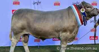 Champion NSW bull tops Murray Grey sale
