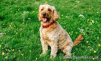 Don't bark orders at dogs but speak nicely instead for better results in training, experts say 