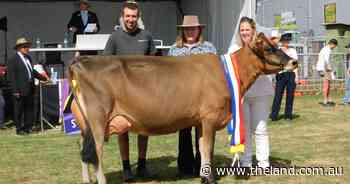 Burnside Victorious Honey wins champion senior Jersey