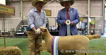 Poll Dorset ewe proves a winner for Tattykeel in Sydney Royal interbreed competition