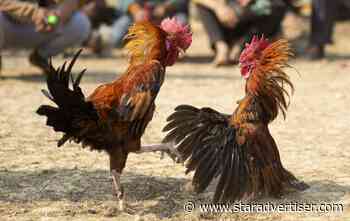 Cockfight shootings in Maili highlight danger, residents say
