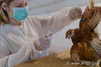 Bird Flu in Chilean Man Shows Virus Adapting to Human Spread