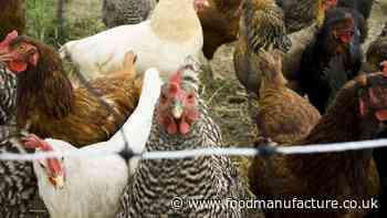 Free-range eggs back on store shelves