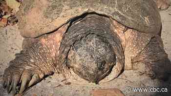 Don't count out Grace the missing turtle just yet, biologist says