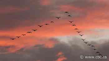 Climate change is impacting bird migration patterns. Here's what we know