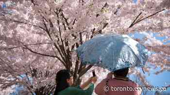 Toronto's cherry blossoms are set to bloom early this year — here's when