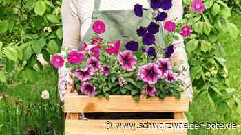 Gechinger Gartenflohmarkt: Weitergeben statt wegwerfen ist die Devise