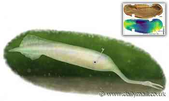 Mysterious 300-million-year-old 'Tully monster' was an invertebrate, scientists say 