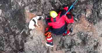 Incredible footage of heartwarming dog rescue captured by police drone