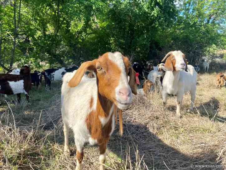 This Georgetown neighborhood didn't want to clear-cut trees. The solution? Goats.