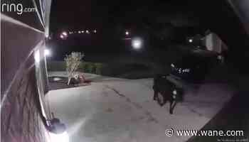 WATCH: Cow wanders through southwest Fort Wayne neighborhood